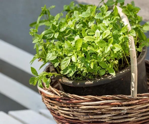 Promenade **** Apartment Split